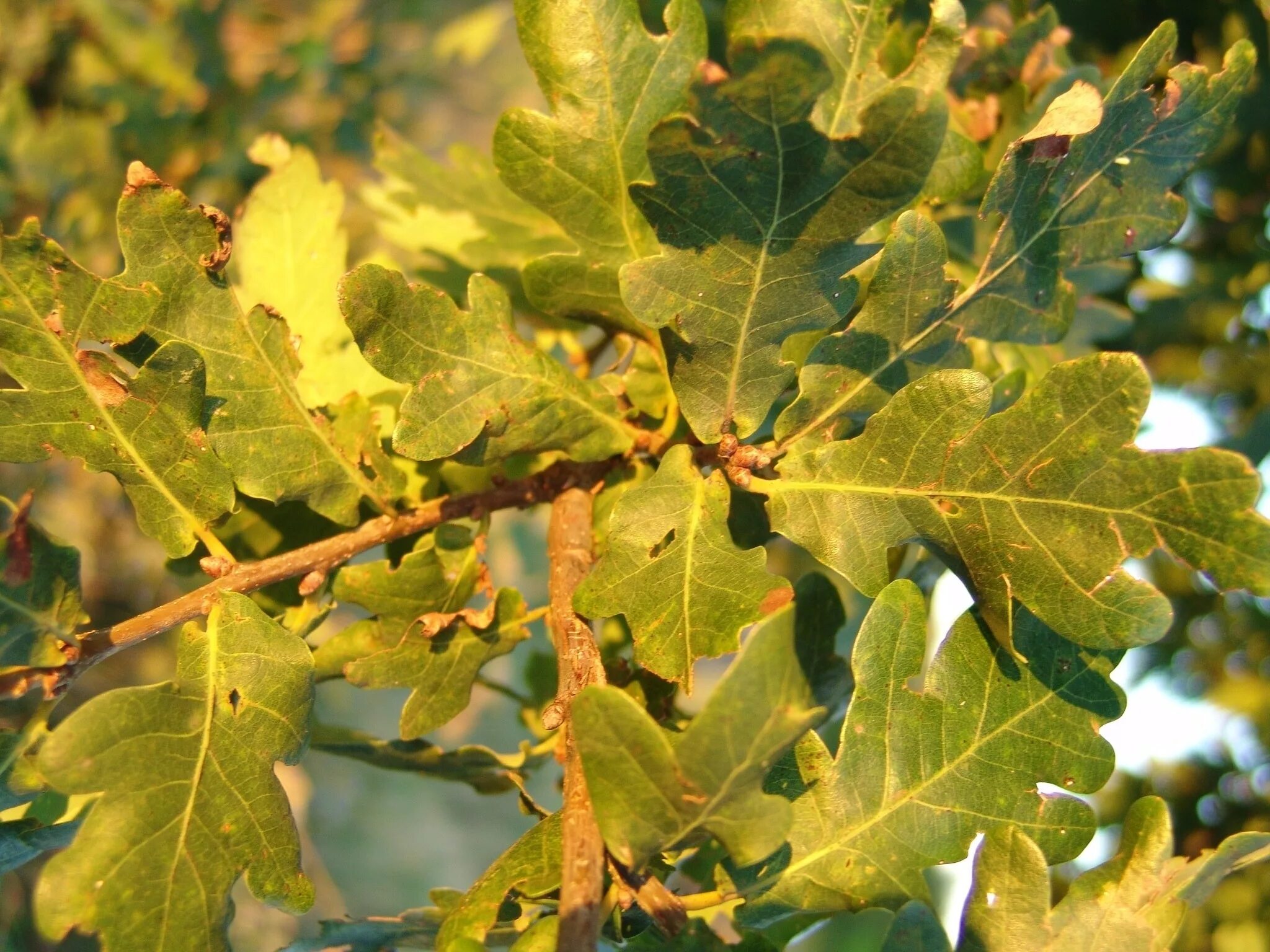 Дуб черешчатый (quercus robur). Дуб черешчатый ветка. Дуб черешчатый. Дуб фото дерева листья. Дуб черешчатый.