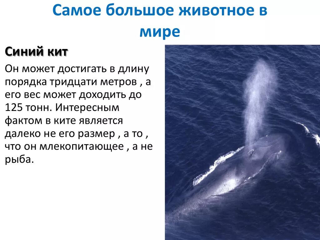 Синий кит самое большое животное в мире. Синий кит самый большой кит. Синий кит Размеры. Самый большой кит Размеры. Масса синего кита достигает