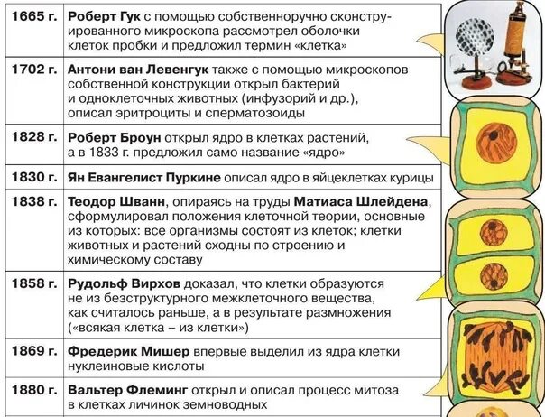 Строение клетки ОГЭ. Клетки для ОГЭ по биологии. Клетка ОГЭ биология теория. Строение животной клетки ОГЭ биология.