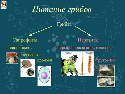 Дрожжи тип питания