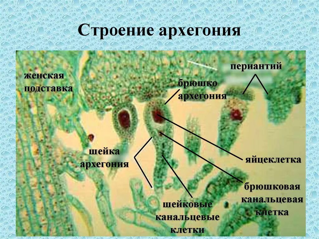 Деление клеток архегония. Архегоний маршанции. Строение архегония и антеридия. Архегонии и антеридии. Антеридии и архегонии маршанции.