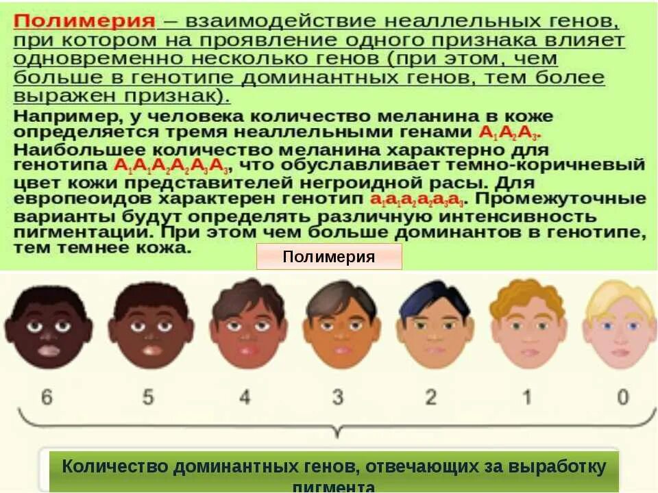 Чьи гены