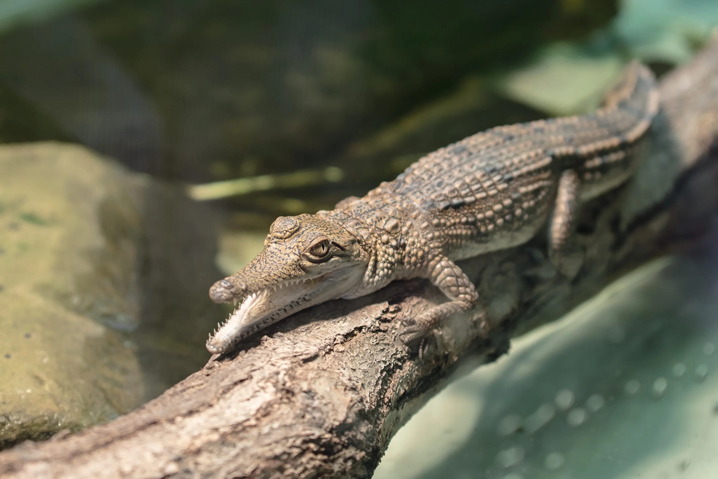 Гребнистый крокодил Детеныши. Амазонский Кайман. Ящерица крокодил. Osteolaemus tetraspis.