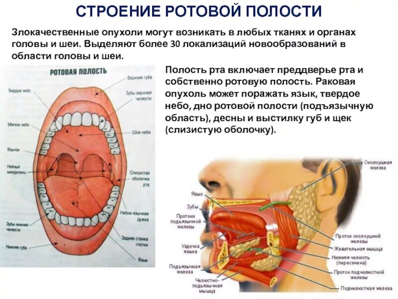 Над языком находится