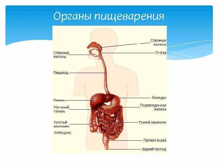 Главные органы пищеварения. Самое важное в органы пищеварения. Самый важный орган пищеварительной системы. Самый главный орган пищеварительной системы 4 класс. Питание основные органы