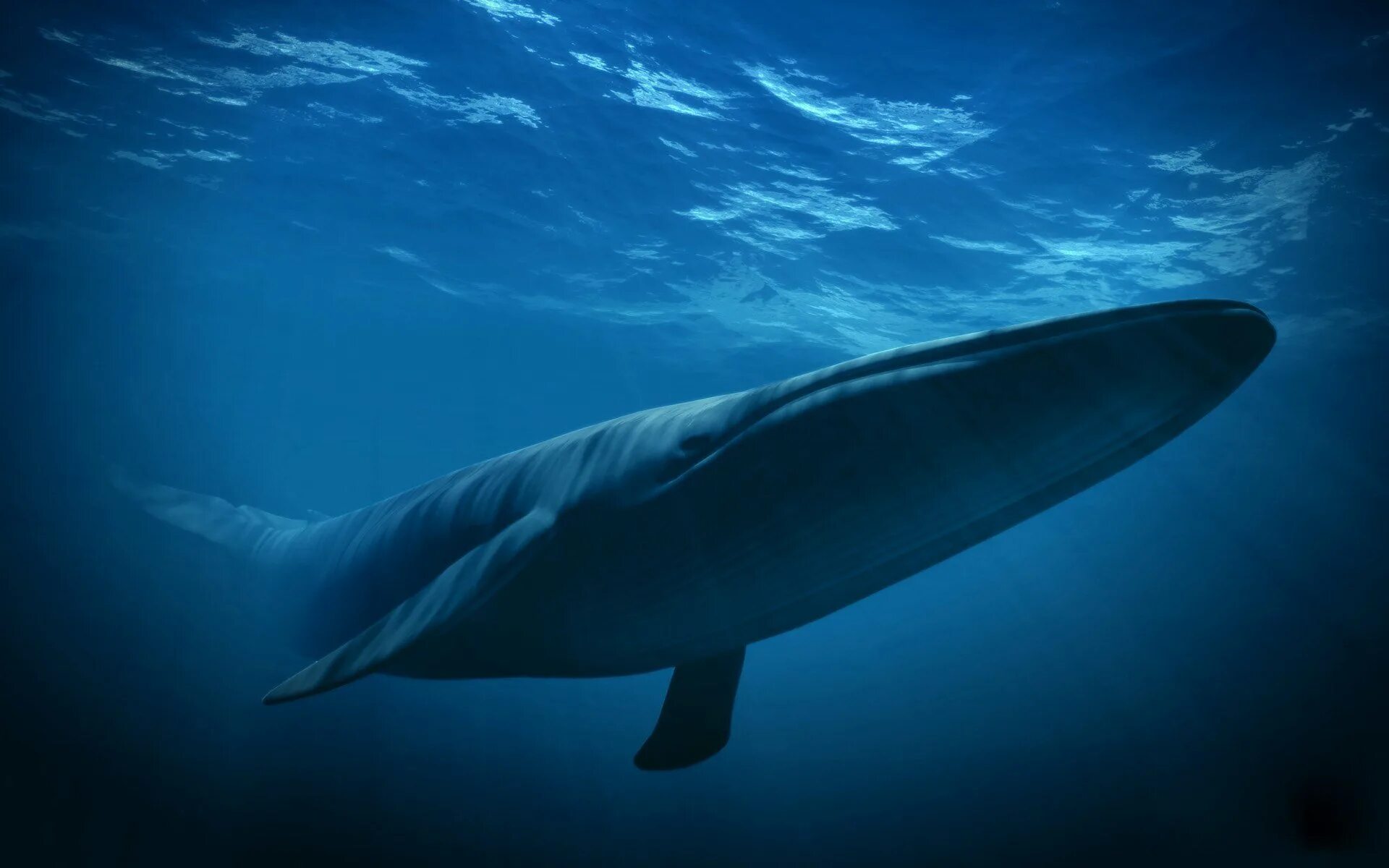 Голубой кит Balaenoptera musculus. Синий кит блювал. Синий кит (голубой кит). Голубой кит блювал.