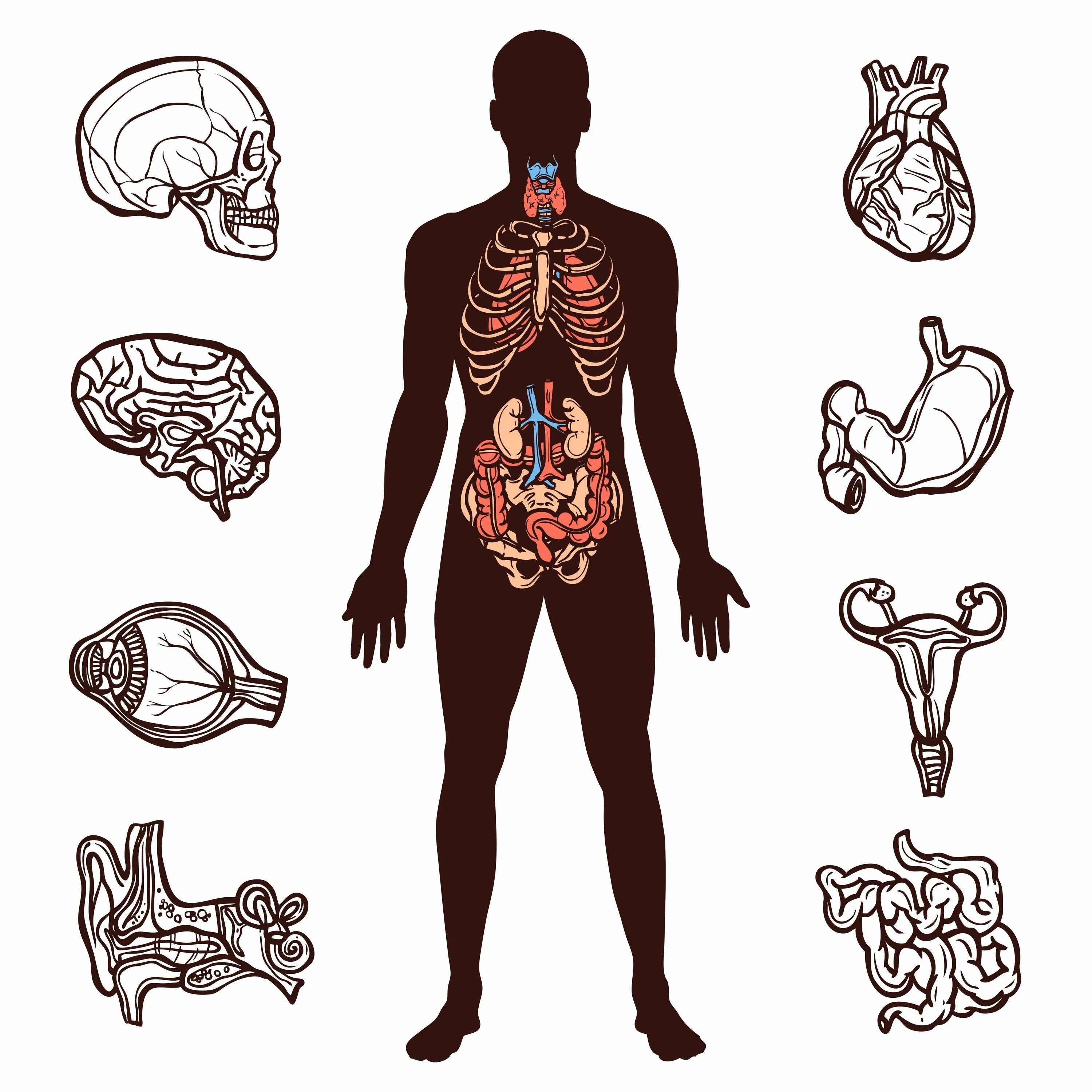 Макет строения внутренних органов человека. Силуэт человека с органами. Контур человека с внутренними органами. Фигура человека с органами. Силуэт тела человека с внутренними органами.