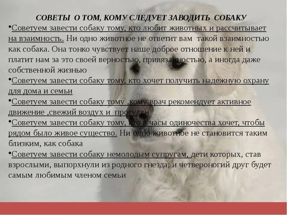 Памятка собака. Памятка для владельцев собак. Советы домашним питомцам. Памятка владельцу щенка