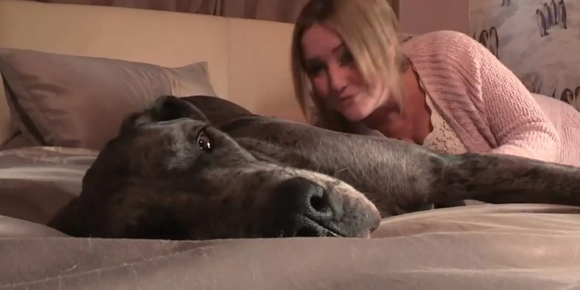 Where is her dog. Зоо животных и людей. Близость с животными. Любовь с догом. Зоо модель.