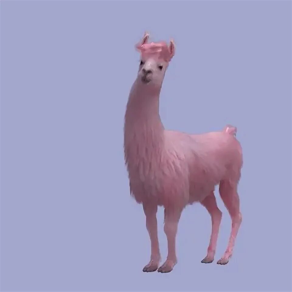 Llama web