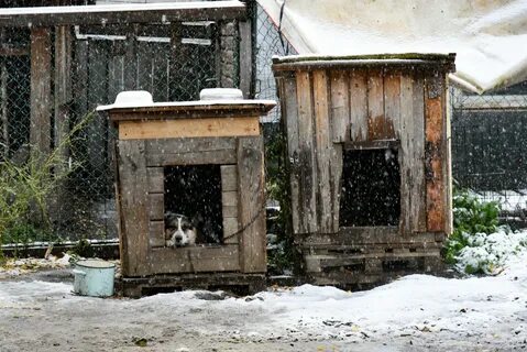Приют петрозаводск
