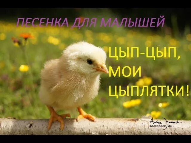 Музыка цып цып. Цып цып цып Мои цыплятки. Цыпленок цип цип. Цип-цип Мои цыплятки. Мой цыпленочек.