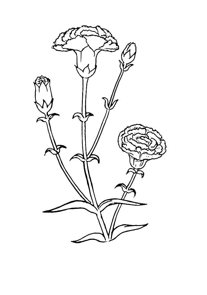 Гвоздика поэтапно. Гвоздики раскраска. Раскраска гвоздика цветок. Гвоздики для распечатки. Гвоздика раскраска для детей.