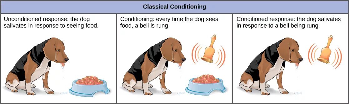 У собаки выделяется слюна. Безусловный рефлекс Павлова. Условные и безусловные рефлексы картинки. Собака Павлова условный рефлекс. Условный рефлекс у собак.