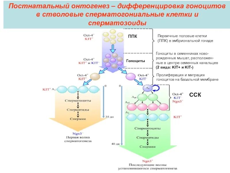 Дифференцировка онтогенез. Первичные половые клетки (гоноциты). дифференцировка в онтогенезе. миграция гоноцитов. стволовые клетки в онтогенезе.