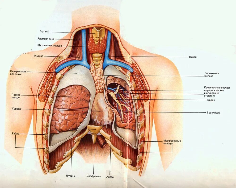 Анатомия грудной полости. Органы грудной клетки человека. Расположение органов грудной.