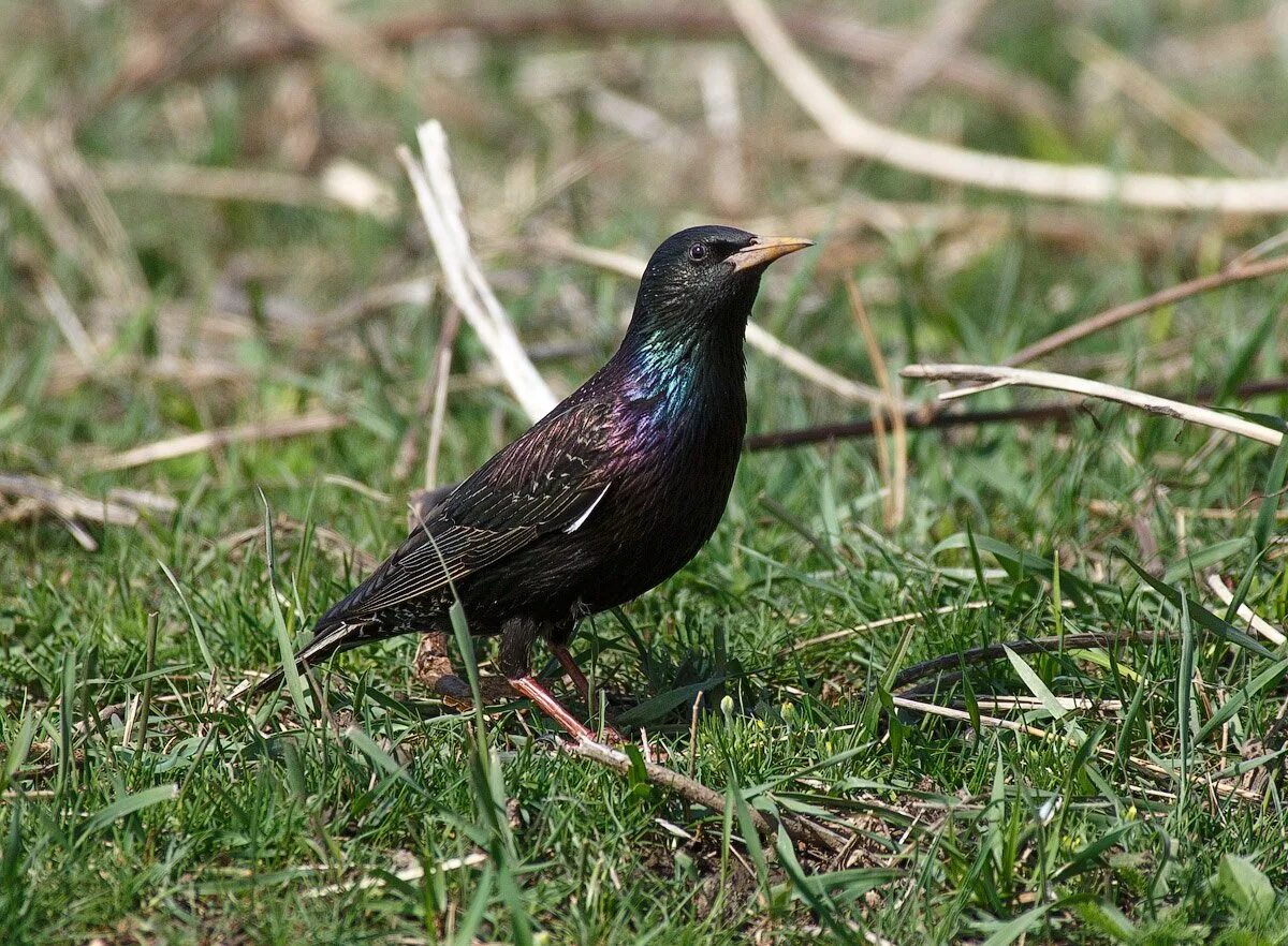Обыкновенный скворец. Обыкновенный скворец Скворцов. Sturnus vulgaris. Вид скворец обыкновенный – Sturnus vulgaris