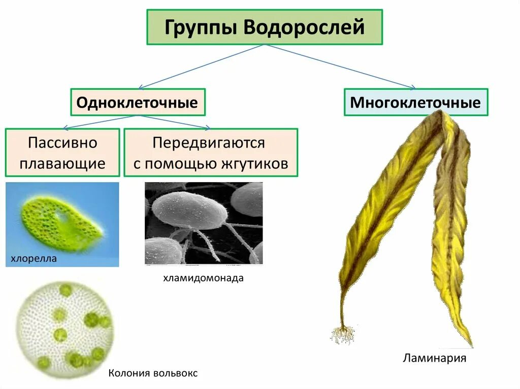 Какая водоросль является одноклеточной. Водоросли одноклеточные и многоклеточные. Одноклеточные колониальные и многоклеточные водоросли. Водоросли зеленые одноклеточные и многоклеточные водоросли. Многоклеточные водоросли ламинария.