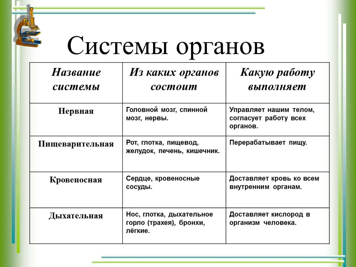 Системы человека таблица. Какую работу выполняет пищеварительная система 3 класс. Из каких органов состоит пищеварительная система 3 класс окружающий. Пищеварительная система состоит из 3 класс. Из каких органов состоит нервная система 3 класс окружающий мир.