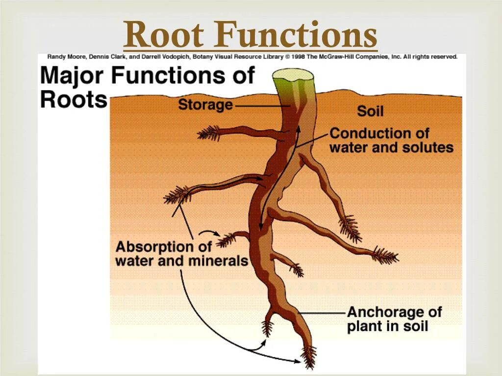 Rooting meaning. Root. Root function. Nesser h. "the root of Evil". Root вся система.