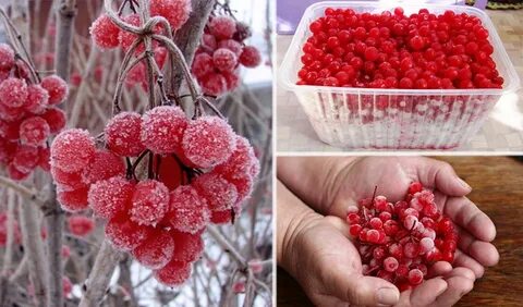 Как заготовить ягоды калины на зиму