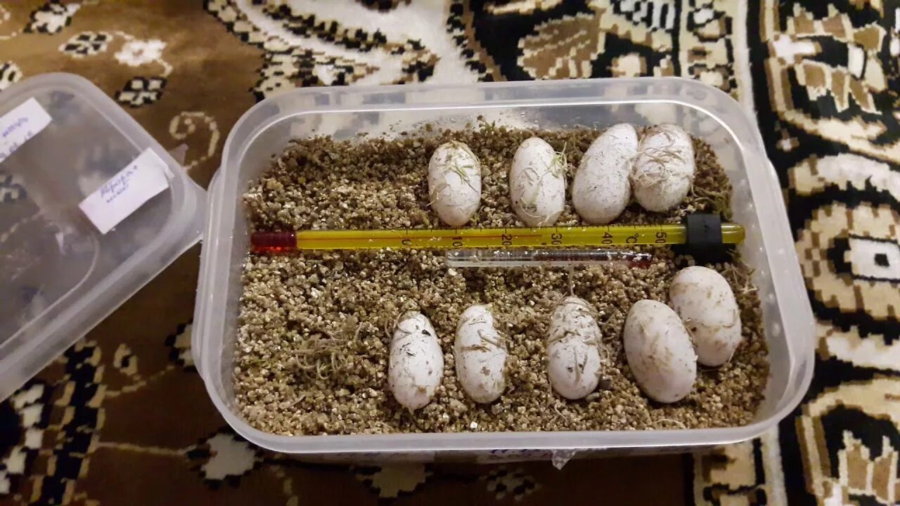 Можно ли сажать яйца. Инкубация эублефара. Инкубация яиц эублефаров. Инкубатор для эублефаров. Эублефар инкубация яиц.
