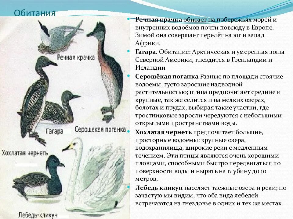 Среда обитания птиц. Птицы по месту обитания. Описание водоплавающих птиц. Приспособления водоплавающих птиц. Водоплавающие птицы крыма.