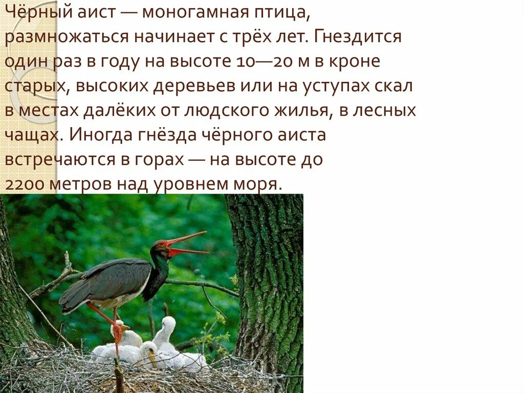 Красная книга чувашии аист черный. Черный аист место обитания. Текст черный аист основная мысль. Моногамные птицы. Черный аист место обитания.