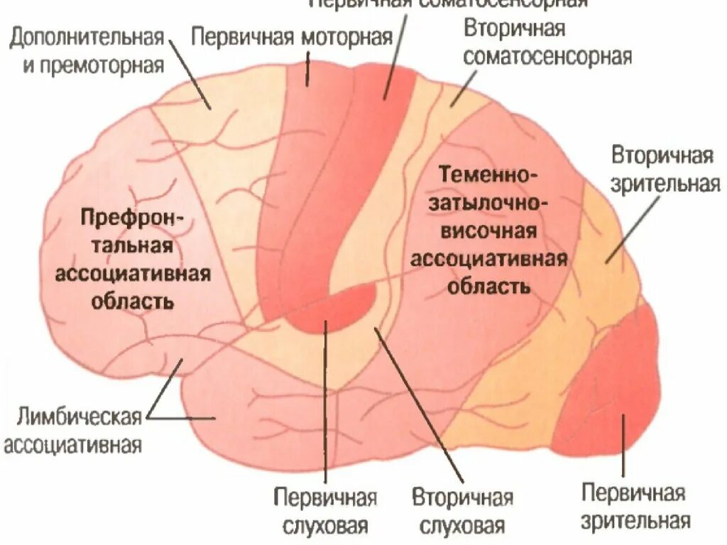 Первичные зоны мозга. Вторичные проекционные зоны сенсорной коры. Проекционные (первичные), вторичные и ассоциативные зоны. Первичных проекционных корковых зонах. Проекционные и ассоциативные зоны коры головного мозга.