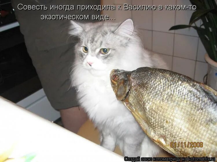 и ейной мордой мне в харю тычет. хорош тыкать в морду своим выменем. хорош тыкать в морду своим выменем. отстань противный. кот совесть котоматрица.