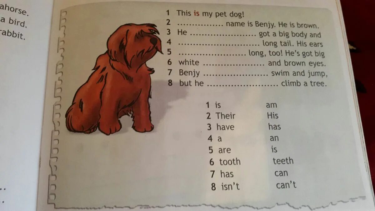 My pet 3 класс. This is my Pet Dog 3 класс ответы. This is my Pet Dog his name is Benjy 3 класс. My Pet Dog. This is my Pet 3 класс ответы.