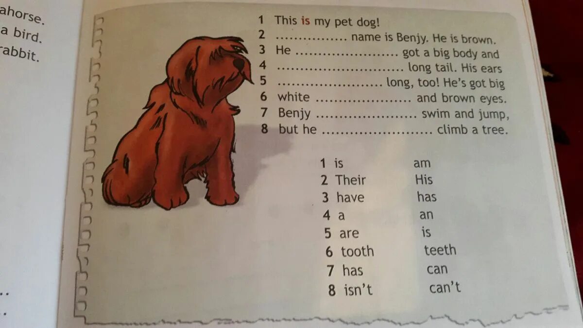 Части тела животных на английском для детей. Have you got a dog ответ. I have got a dog стих. Стихотворение my dog. I ve got a dog стих.