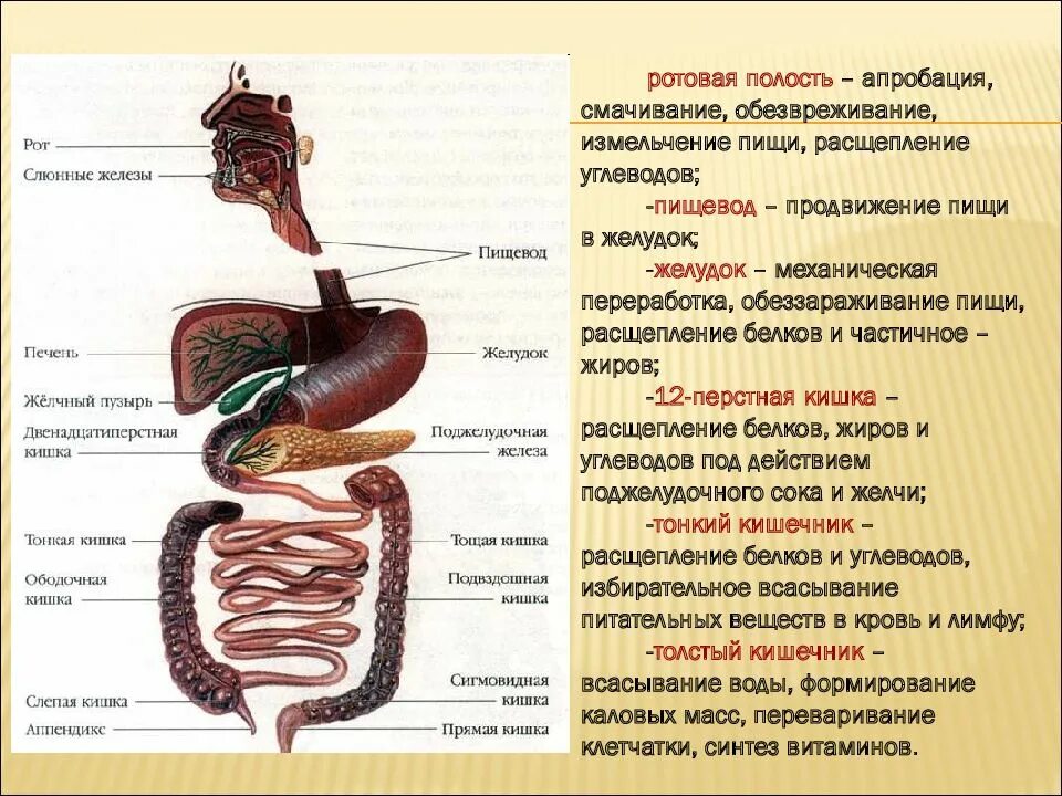 Расщепление веществ в кишечнике. Белки расщепляются в двенадцатиперстной кишке. белки расщепляются в жкт. белки в жкт расщепляются до. пищеварение в кишечнике всасывание питательных веществ.