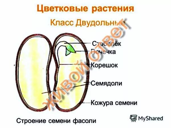 Из семядолей стебелька корешка и почечки. Семядоли, зародышевую почечку, зародышевый корешок.. Семядоли огурца. Зародышевая почечка схема. Зародышевая почечка на рисунке.