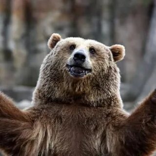 Pro bear