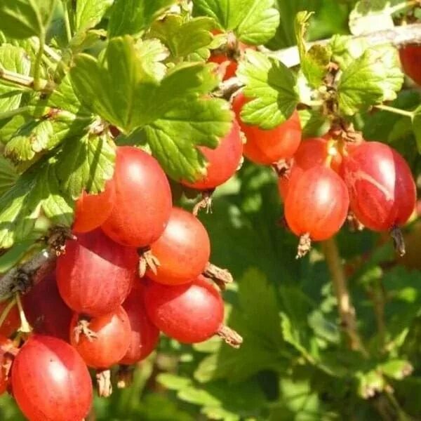 Саженцы крыжовник Машека. Крыжовник Машека бесшипный. Крыжовник Машенька. Крыжовник красный Триумф.