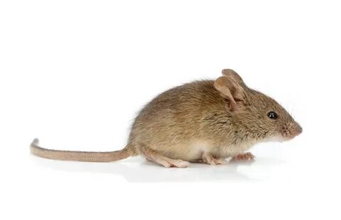 A mouse