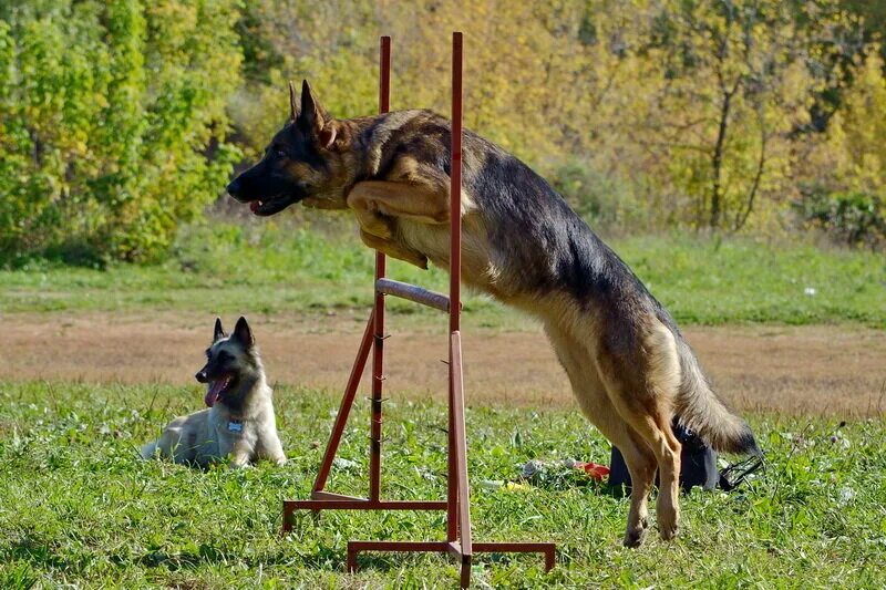 Парсон рассел терьер аджилити. Как пройти собак. Аджилити для собак. Вязка собак. Аджилити джек рассел.