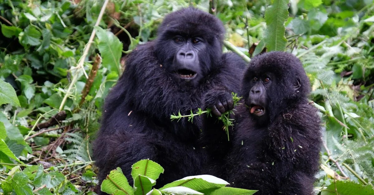 Gorilla trailer. Руанда гориллы. Конго гориллы. Горные гориллы Руанда. Горные гориллы в национальном парке Вирунга.