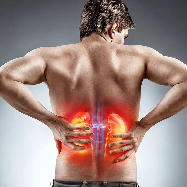 Почки лежат. Почки лежат. Расположение почек в норме. Расположение почек спереди. Почки анатомия расположение.