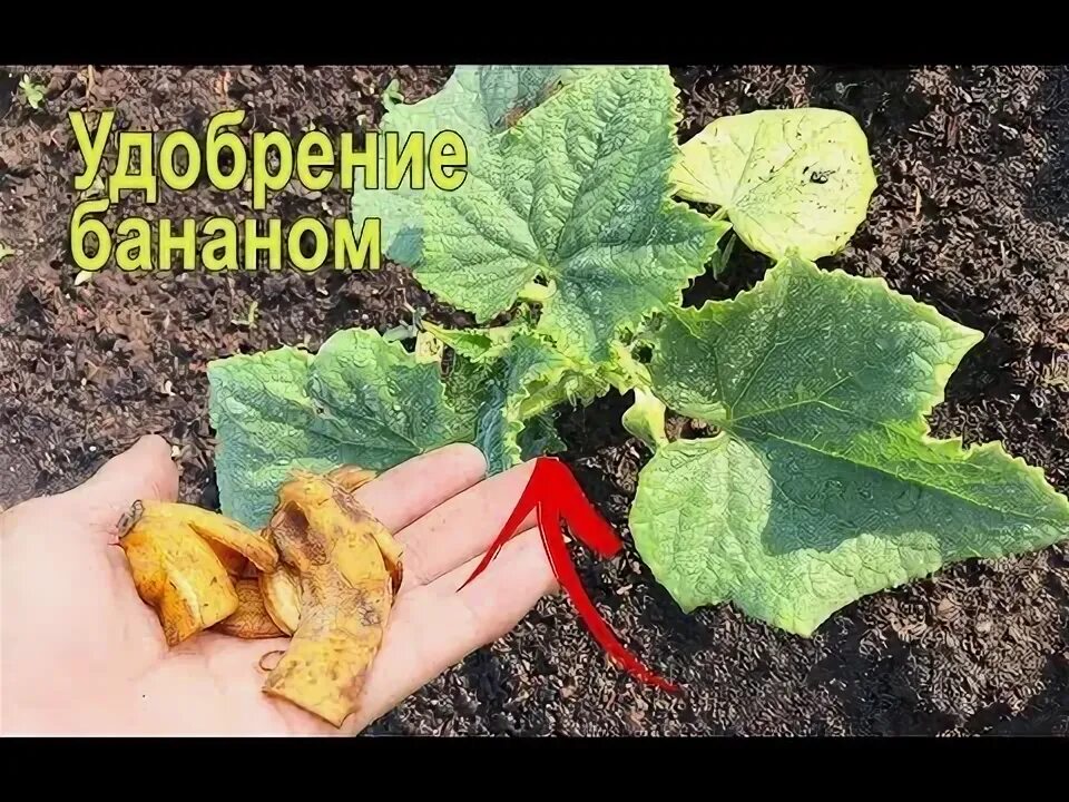 Банан для огурцов. Удобрение из банановых корок. бананы для удобрения растений. подкормка рассады банановой кожурой. как сделать удобрение для огурцов из банановой кожуры.