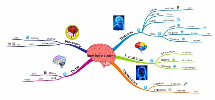 Карта ментальный техник. Ментальная карта мозга. Ментальная карта головной мозг человека. Интерактивная карта мозга. Brain Map программа.