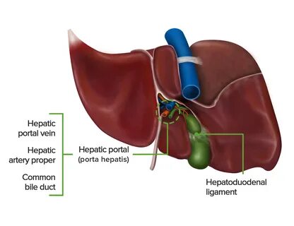 Diagram Of Liver - Two Diagram Of Liver Anatomy Download Free Vectors.