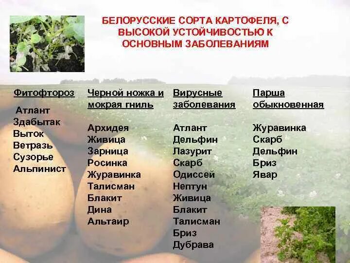 Белорусский картофель сорта. Сорта картофеля таблица. Сорта картофеля устойчивые к фитофторе. Селекция картофеля сорта.