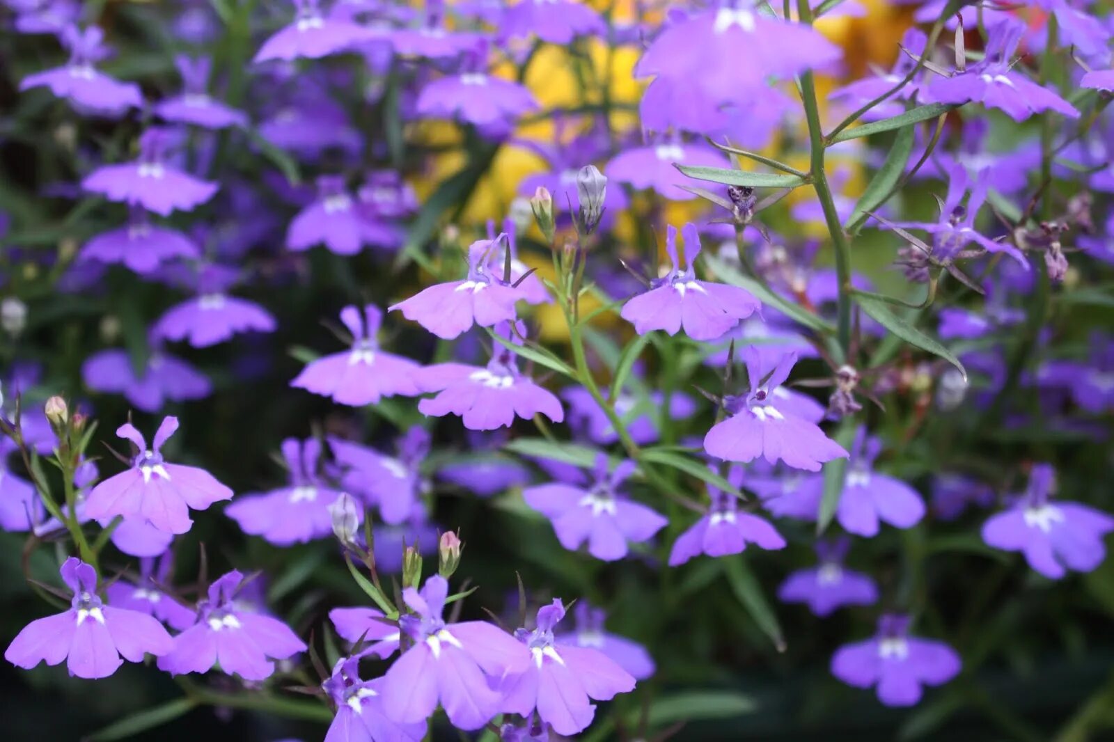 Лобелия каскадная. Лобелия каскадная. Лобелия ампельная смесь каскад. Лобелия ампельная розовый каскад. Лобелия каскадная.