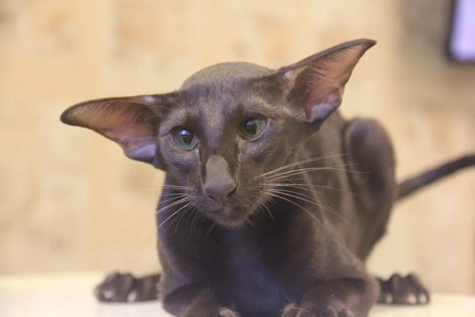 Черный ориентальный кот. Ориентальный кот. Ориентальный кот. Черный ориентальный кот. Порода кошек ориентал.