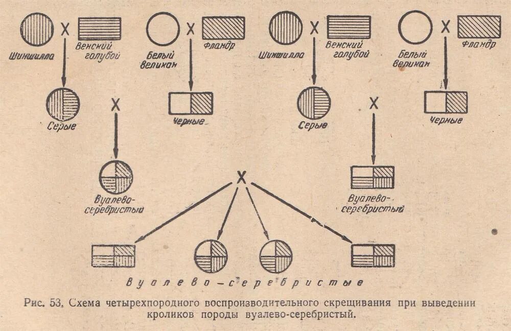 Схема сложного воспроизводительного скрещивания. Воспроизводительное заводское скрещивание схема. Схема простого воспроизводительного скрещивания. Воспроизводительное скрещивание в животноводстве схема. Как скрещивать палов