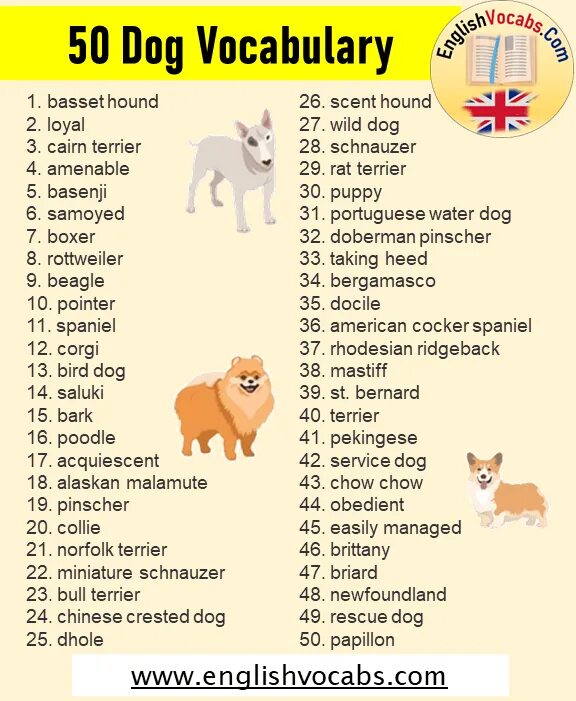 Dog Vocabulary. Dog Vocabulary exercises. Dog items Vocab. Pets vocabulary