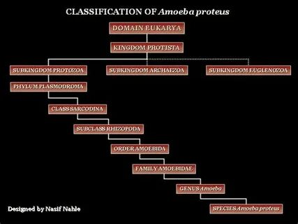 Систематическая группа амебы