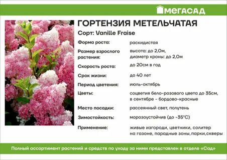 Характеристика сортов гортензии